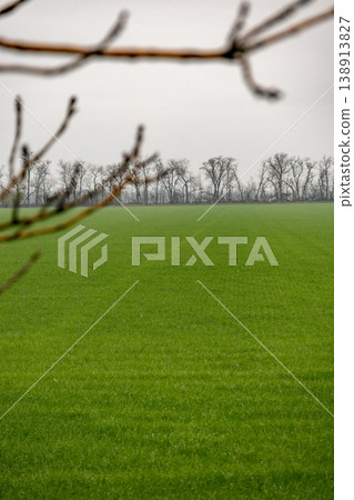 agricultural field sown with agro crops, view of field after harvesting, winter wheat.  138913827