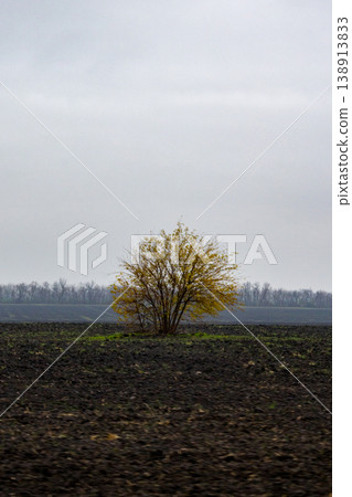 agricultural field sown with agro crops, view of field after harvesting, winter wheat. agricultural field sown with agro crops, view of field after harvesting, winter wheat. 138913833