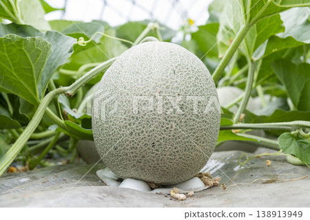 Agricultural photographs of the melon growth process Agricultural photographs of the melon growth process 138913949