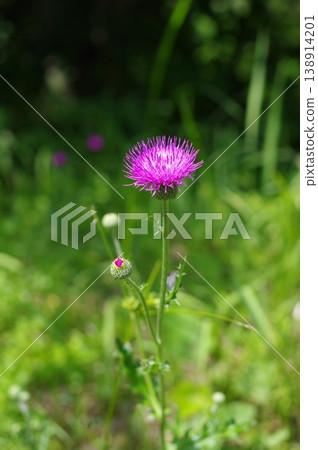 薊 薊 138914201