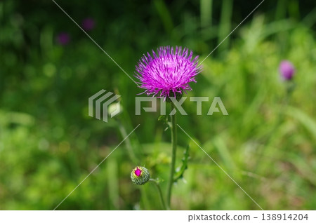 薊 薊 138914204