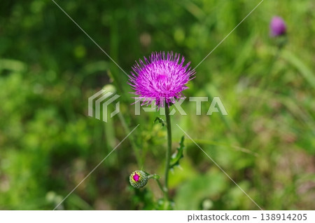 薊 薊 138914205