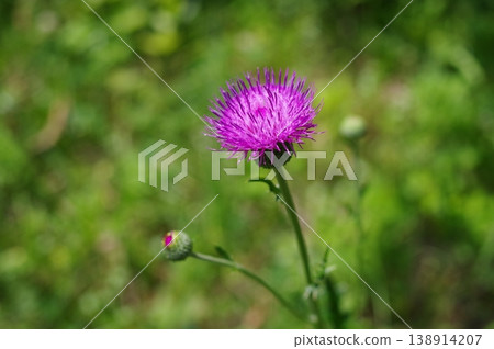 薊 138914207