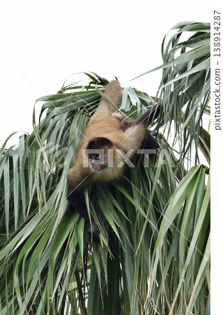 傑弗裡蜘蛛猴爬上棕櫚樹，向外張望。 138914287