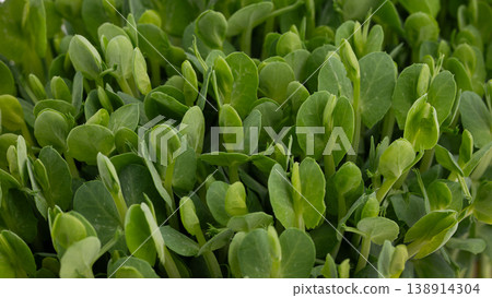 Macro close-up of vibrant green pea microgreen leaves Macro close-up of vibrant green pea microgreen leaves 138914304