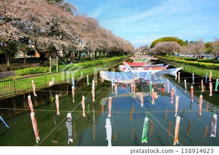 櫻花與鯉魚旗交相輝映…館林市鶴田川鯉魚旗節 櫻花與鯉魚旗交相輝映…館林市鶴田川鯉魚旗節 138914623