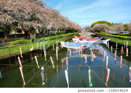 櫻花與鯉魚旗交相輝映…館林市鶴田川鯉魚旗節 138914624