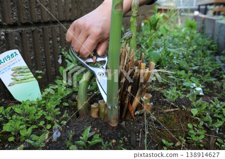 A scene of harvesting asparagus from a home garden using scissors, cutting it at the base of the plant. A scene of harvesting asparagus from a home garden using scissors, cutting it at the base of the plant. 138914627