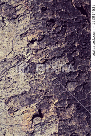 Bark background material 138914635