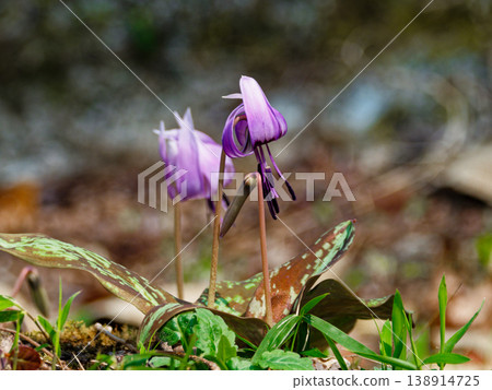 Flowers of Liliaceae, a plant that decorates deciduous forests in early spring. Flowers of Liliaceae, a plant that decorates deciduous forests in early spring. 138914725
