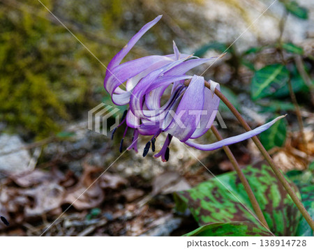 百合科的花朵，一種裝飾早春落葉林的植物。 138914728