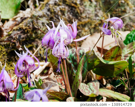 百合科的花朵,一種裝飾早春落葉林的植物。 百合科的花朵,一種裝飾早春落葉林的植物。 138914729