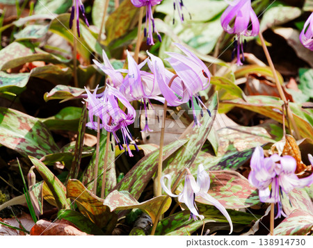 百合科的花朵,一種裝飾早春落葉林的植物。 百合科的花朵,一種裝飾早春落葉林的植物。 138914730