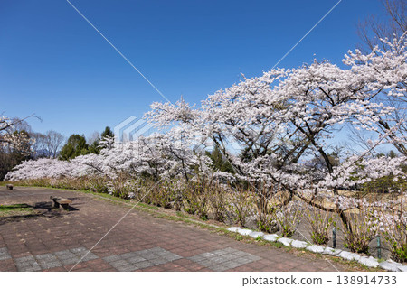 Shibukawa City General Park in Spring, Gunma Prefecture Shibukawa City General Park in Spring, Gunma Prefecture 138914733