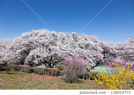 Shibukawa City General Park in Spring, Gunma Prefecture Shibukawa City General Park in Spring, Gunma Prefecture 138914772