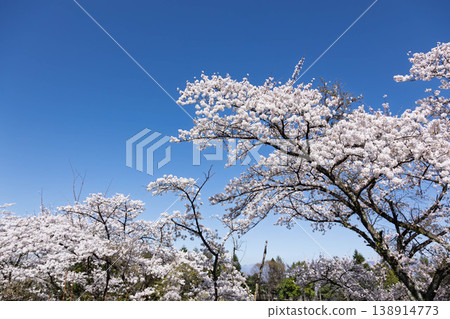 群馬縣澀川市綜合公園春天 群馬縣澀川市綜合公園春天 138914773