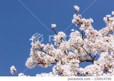 Shibukawa City General Park in Spring, Gunma Prefecture Shibukawa City General Park in Spring, Gunma Prefecture 138914780
