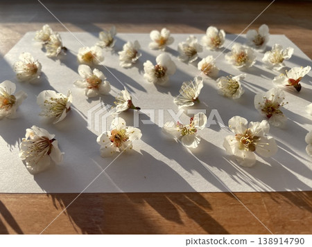 As I was drying the plums in the sun to make plum tea, a shadow was cast over them in the evening. 138914790