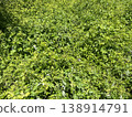 A single butterfly rests on a carpet of green leaves bathed in sunlight. 138914791