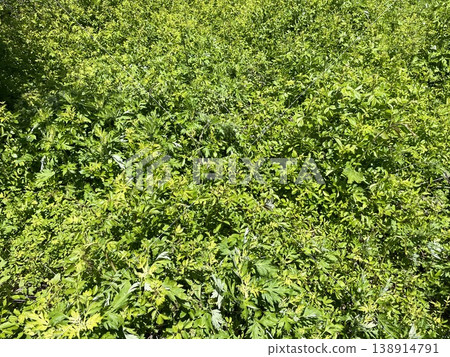 A single butterfly rests on a carpet of green leaves bathed in sunlight. A single butterfly rests on a carpet of green leaves bathed in sunlight. 138914791