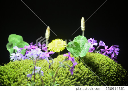 春天的意象:蒲公英、木賊、福祿考、三葉草、苔蘚 春天的意象:蒲公英、木賊、福祿考、三葉草、苔蘚 138914861