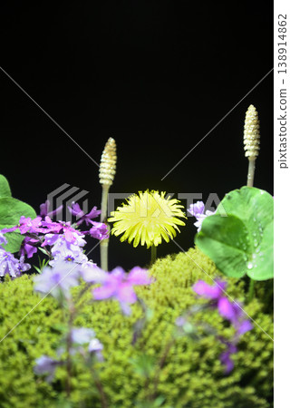 Spring imagery: Dandelions, horsetails, moss phlox, clover, moss Spring imagery: Dandelions, horsetails, moss phlox, clover, moss 138914862