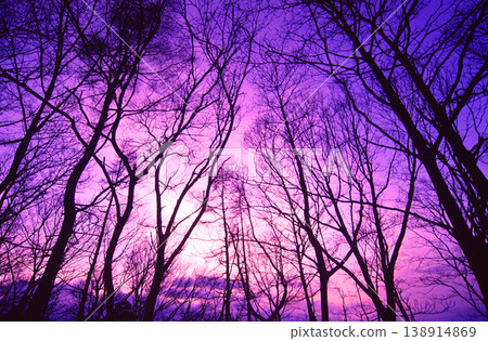 我透過樹林仰望天空,夕陽將天空染成了粉紅色。 我透過樹林仰望天空,夕陽將天空染成了粉紅色。 138914869