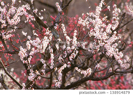 A plum orchard where red and white plum blossoms are in full bloom. 138914879