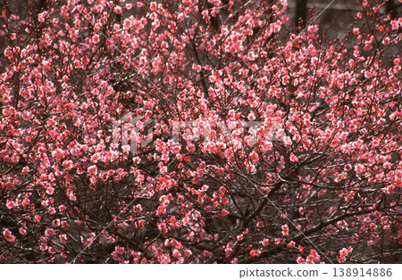 Red plum blossoms in full bloom in the spring sunshine Red plum blossoms in full bloom in the spring sunshine 138914886