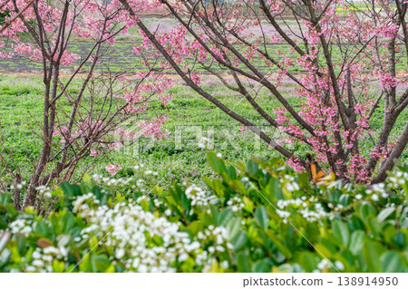 Field of flower peach 138914950