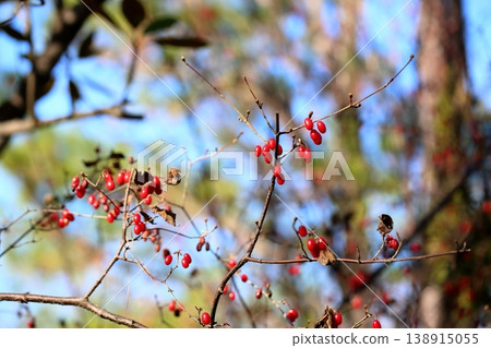可愛的紅色山茱萸莓果，秋季珊瑚 138915055