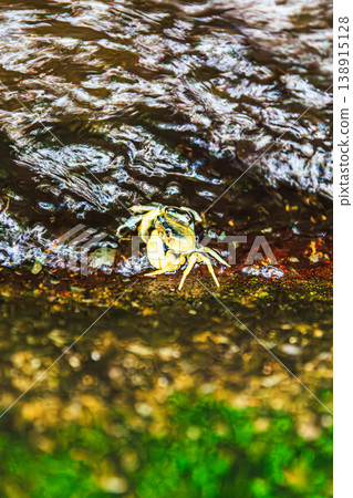 一隻淡水蟹出現在長滿青苔的水邊。 138915128