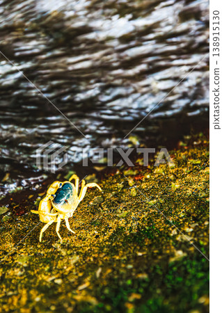 A close-up of a freshwater crab living in harmony with nature by the water. 138915130