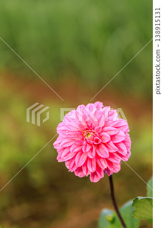 A close-up of a pink dahlia enveloped in soft bokeh. 138915131