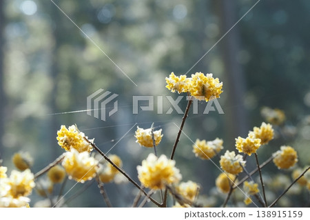 Mitumata flowers 138915159