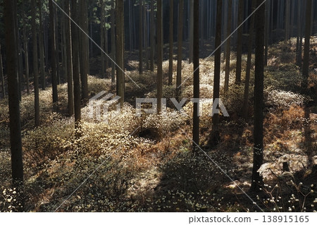 A panoramic view of the mountain slope where Mitsumata flowers bloom. A panoramic view of the mountain slope where Mitsumata flowers bloom. 138915165