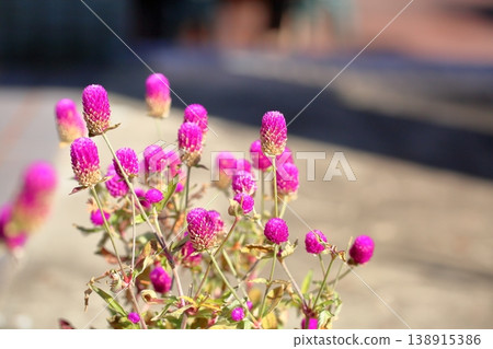 Cute globe amaranth flowers 138915386