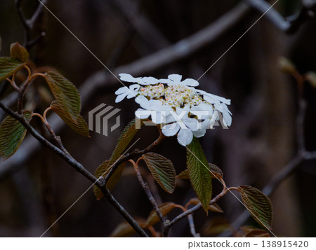 White decorative flowers of Viburnum plicatum, a member of the Viburnum family. White decorative flowers of Viburnum plicatum, a member of the Viburnum family. 138915420