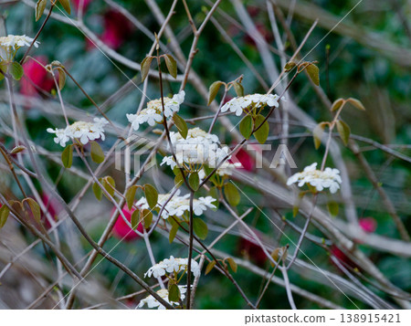 White decorative flowers of Viburnum plicatum, a member of the Viburnum family. White decorative flowers of Viburnum plicatum, a member of the Viburnum family. 138915421