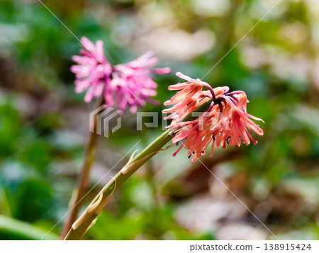 本土多年生植物黑種草科 Shoujobakama 138915424