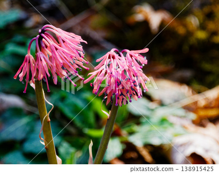 Native perennial plant Melanthiaceae Shoujobakama Native perennial plant Melanthiaceae Shoujobakama 138915425