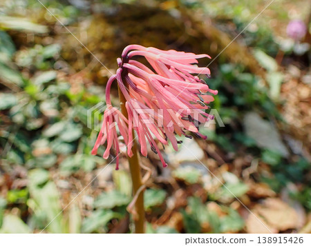 Native perennial plant Melanthiaceae Shoujobakama Native perennial plant Melanthiaceae Shoujobakama 138915426