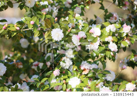 Refreshing sasanqua flower 138915443