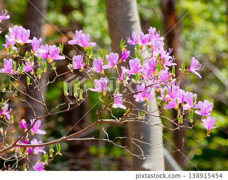 Blooming of Rhododendron dilatatum in full spring Blooming of Rhododendron dilatatum in full spring 138915454