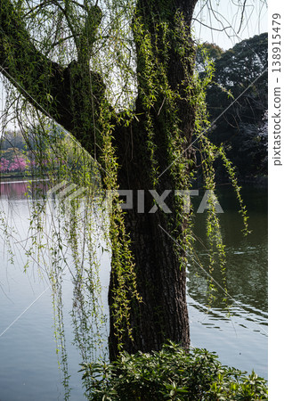 Willow trees stand in Mitsuike Park, Tsurumi, Kanagawa Prefecture. Willow trees stand in Mitsuike Park, Tsurumi, Kanagawa Prefecture. 138915479