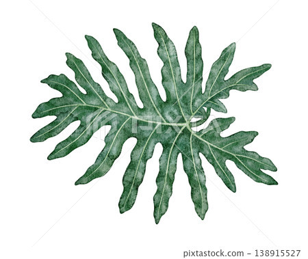 Watercolor tropical leaf Philodendron selloanum botanical illustration. Hand drawn green plant with realistic texture. Garden graphic floral design. Nature greenery element for indoor shrub template. Watercolor tropical leaf Philodendron selloanum botanical illustration. Hand drawn green plant with realistic texture. Garden graphic floral design. Nature greenery element for indoor shrub template. 138915527