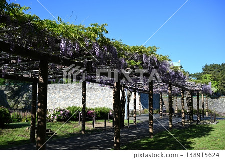 Wisteria trellis Wisteria trellis 138915624