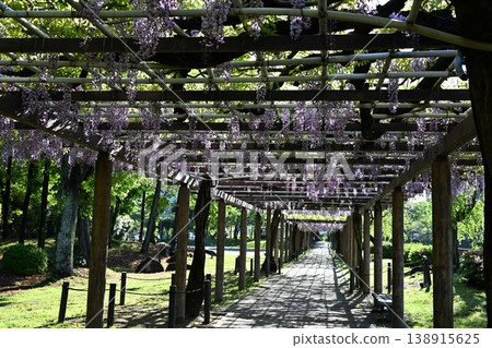 Wisteria trellis Wisteria trellis 138915625