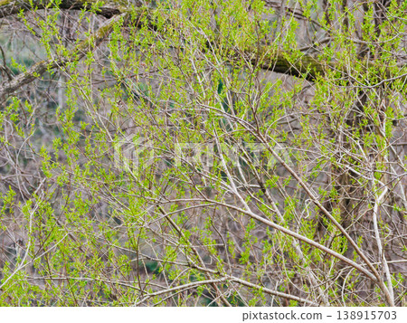 A tree that grows in wetlands, the willow family A tree that grows in wetlands, the willow family 138915703