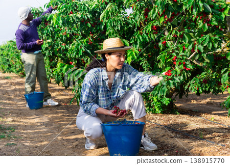Man and woman are harvesting cherries Man and woman are harvesting cherries 138915770